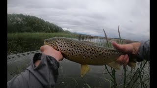 Fly Fishing for Wild Browns, Brumbys Creek, Tasmania