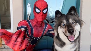 Spiderman Saves My Puppy Kakoa!