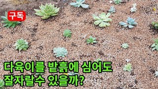 밭흙에 심어준 다육식물 잘자랄수 있을까?