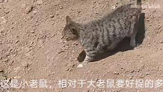 田园功夫猫，实拍捕鼠全过程