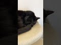 顔を手で隠したり、可愛い仕草をたくさんしてくれる黒猫