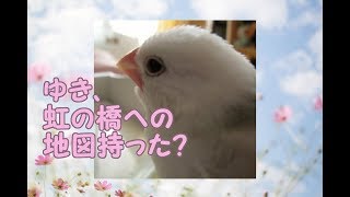 ゆき、忘れ物ないの？～虹の橋～文鳥の介護#78.  8year old java sparrow.