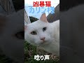 あの凶暴猫のカリン様 唸り声をあげて走りだす straycats shorts