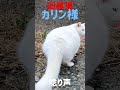 あの凶暴猫のカリン様 唸り声をあげて走りだす straycats shorts