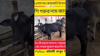 ২০২৫সালের কোরবানি উপযোগী দেশি গরুর দাম জানুন। #গরুর #cow #cows #farming #animals #agriculture #গরু