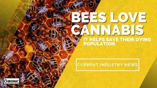 Bees Love Cannabis And It Helps Save Their Dying Populations