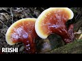 beginner s guide to wild mushroom identification