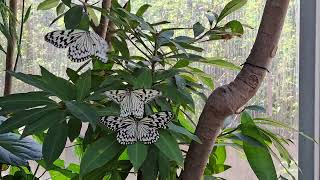 台灣 - 臺北市立動物園 ~ 蝴蝶館 ~ Butterfly House @ Taipei Zoo ~ Taiwan ~ 2023 Nov