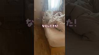 二度寝しようとしただけなのに怒られた　#japanesespitz #日本スピッツ #shorts