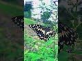 Butterfly new viral  status video  #beautiful  #butterfly  #nature #ytshorts