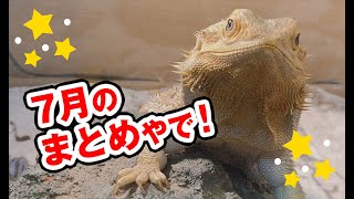 【7月のまとめ】フトアゴヒゲトカゲ☆おちょこさんの生活 Beardeddragon