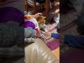 柴犬福 今まで、伊達に話しかけられてない柴犬🤣understand dog🤣 姉と柴 shorts funnydog dogshorts funny shiba 柴犬 시바견