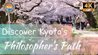 KYOTO PHILOSOPHER`S PATH WALK TOUR 4K | BEST SAKURA SPOT IN KYOTO JAPAN |Tetsugaku no michi, 哲学の道