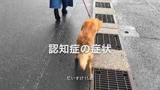 犬の認知症の症状