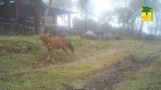 Jungle Retreat, Masinagudi, South India