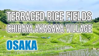 Terraced rice fields in sole village in Osaka, Shimoakasaka rice paddy in summer \u0026 autumn