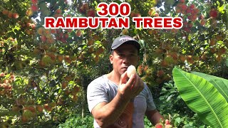 300 RAMBUTAN TREES: HARVESTING | Biyaherong Batangueno