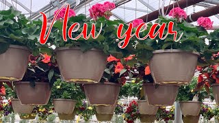 Exploring Vibrant Flowers for Lunar New Year at Valleyview Garden Centre