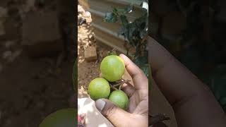 ಸೇಪೆಕಾಯಿ 😋👌 ವೆಂಕ್ ಲಕ್ಷ್ಮಿ ಬ್ಲಾಕ್