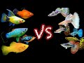 Two Great Community Fish But Which One is BETTER? Guppy vs Platy Showdown!