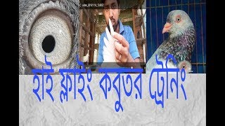 হাই ফ্লাইং কবুতর ট্রেনিং কিভাবে দেবো