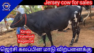 Jersey cow for sales|ஜெர்சி கலப்பின மாடு விற்பனைக்கு உள்ளது|Kerala, tirunelveli,Nagercoil78250 47949