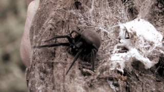 Operation Spider, Citizen Science - University of South Australia