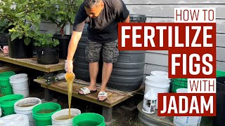 How To: FERTILIZE Figs with JADAM // Feeding SCHEDULE // Tips & Tricks // #figs #organicgardening