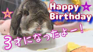 【うさぎ】3歳になりました！☆Happy Birthday☆お誕生会！【ホーランドロップ】#53