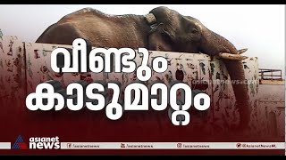 തമിഴ്നാടിന്റെ സസ്പെൻസ് അവസാനിച്ചു; ഒടുവിൽ അരിക്കൊമ്പൻ ലക്ഷ്യസ്ഥലത്തിനടുത്ത്  | Arikomban