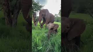 Baby Elephant Charges During Safari | Amara Safari | Luxury African Safaris