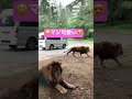 1人で文句言ってます😅ライオン編 ハスラー 動物園 shorts ライオン 群馬県