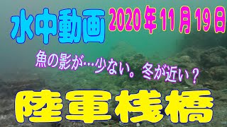 水中動画（2020年11月19日）in 陸軍桟橋