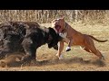Pitbull vs Bear Fight Video - Bear vs Pitbull Comparison