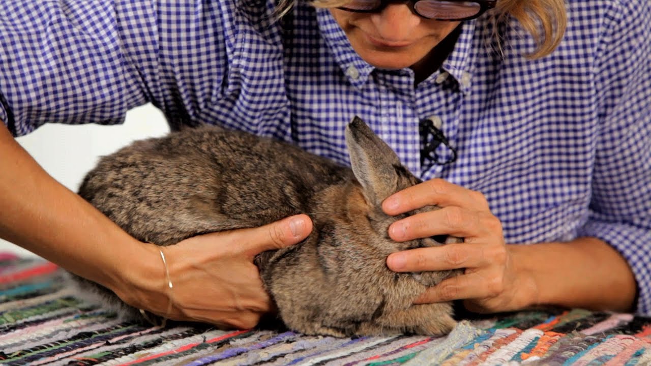 How To Handle A Pet Rabbit | Pet Rabbits - YouTube