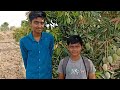 ઓર્ગેનિક કેરી કાંત્રોડી organic keri kantrodi jeshar bhavnagar gujarat india lohng travel vlog