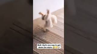 Dog's Walk Down The Stairs And Have A Crazy Moment🐕😍🐶 #cutedogs #crazydogs #funnydogs #shorts #dogs