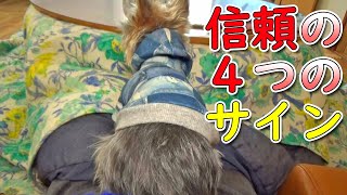 【ヨークシャテリア】犬が信頼していると見せる4つのサイン【Yorkshire Terrier】