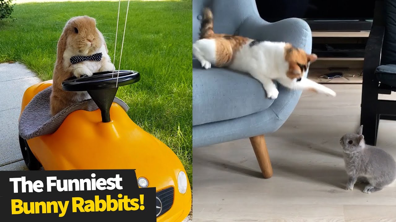 The Funniest And Cutest Bunny Rabbit Compilation Funny Bunnies 2021