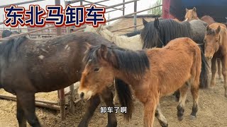 东北架子马和东北驴到货！架子马又高又瘦，全是骨头没有肉。【丽阳牲畜市场】