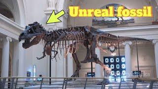 Unreal Fossil Finder l Unique fossil l Top realistic l@Factual_Finderr