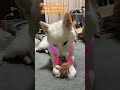 散歩前の儀式🐶✨ 犬 dog 散歩 パン 柴犬 白柴 shorts