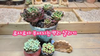 23.6.4.뿌리가 라면처럼 부서져요 ㅠ 몬생긴 다육 되살리기~