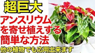 アンスリウムを寄せ植えして巨大なアンスリウムの鉢を作る方法【ガーデニング　園芸】