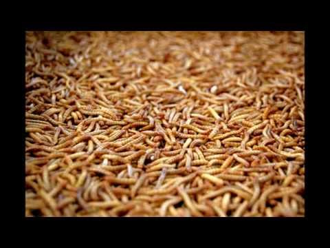 How to get rid of and kill maggots (Fast and Easy!) How to get rid of and kill maggots (Fast and Easy!)