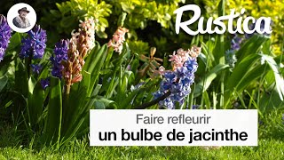 Faire refleurir une jacinthe