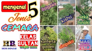 BONSAI IMPOR yang HARGANYA FANTASTIS