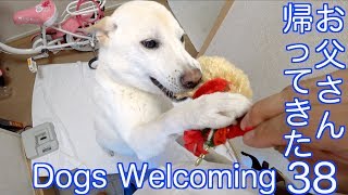 お父さん帰ってきた38 / Dogs Welcoming 38