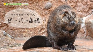 【東山動植物園公式】ビーバー劇場《 アメリカビーバー　ビーバー 》