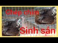 Cách ghép chim cu gáy sinh sản